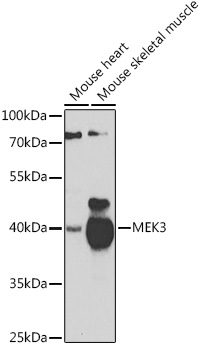 MAP2K3 antibody