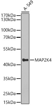 MAP2K4 antibody