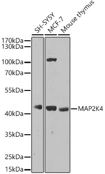 MAP2K4 antibody