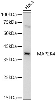 MAP2K4 antibody