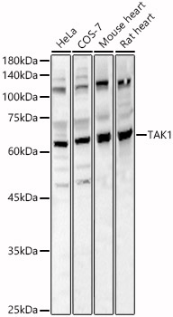 MAP3K7 antibody