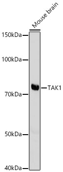 MAP3K7 antibody