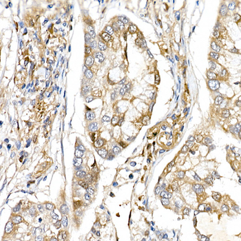 MAPK1/MAPK3 antibody