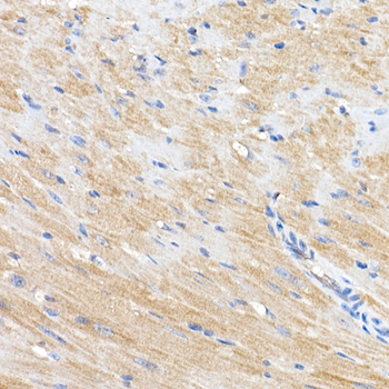 MAPK1/MAPK3 antibody