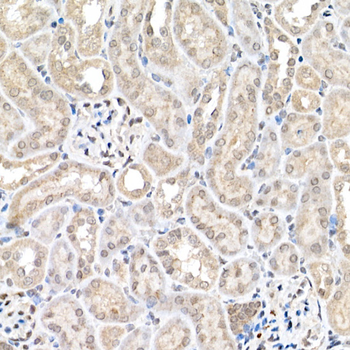 MAPK1/MAPK3 antibody