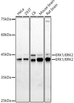 MAPK1/MAPK3 antibody