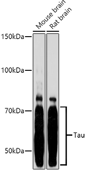 Tau antibody