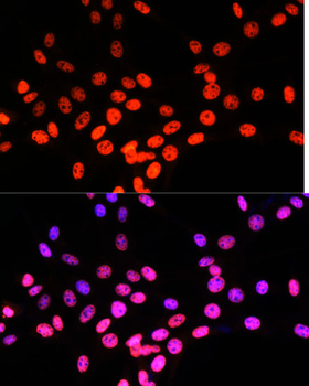 MATR3 antibody