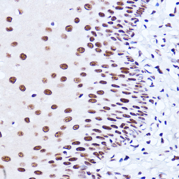 MATR3 antibody