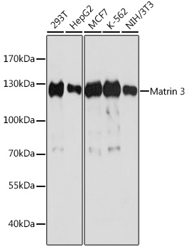 MATR3 antibody