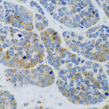 MBL2 antibody