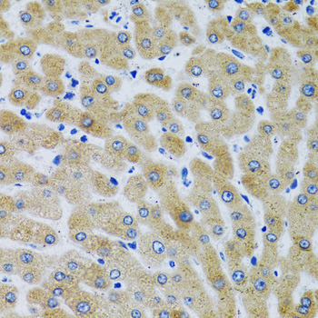 MBL2 antibody