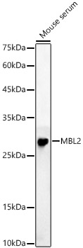 MBL2 antibody