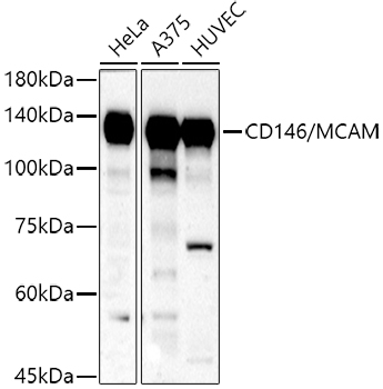 CD146 antibody