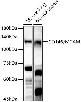 CD146 antibody