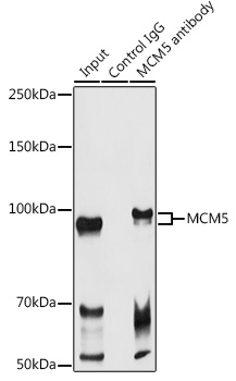 MCM5 antibody