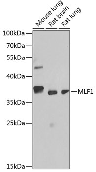 MLF1 antibody