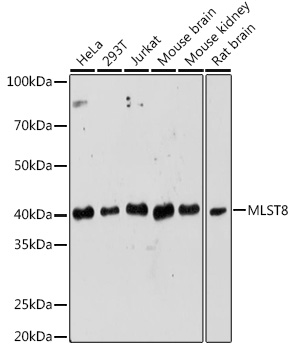 MLST8 antibody