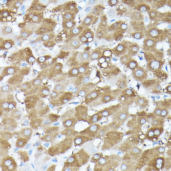 MLST8 antibody