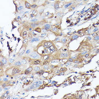 MLST8 antibody