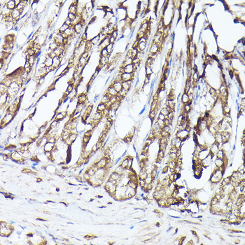 MLST8 antibody