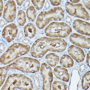 MLST8 antibody