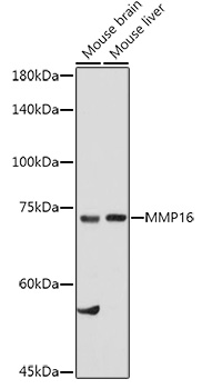 MMP16 antibody