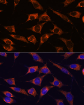 MMP25 antibody