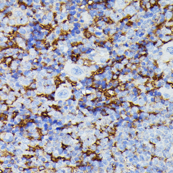 MMP25 antibody