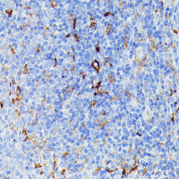 MMP25 antibody