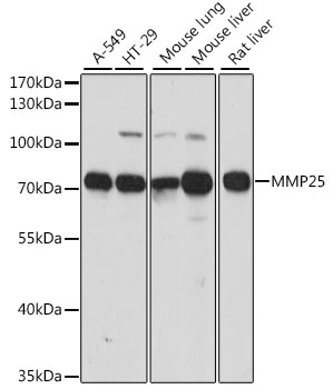 MMP25 antibody