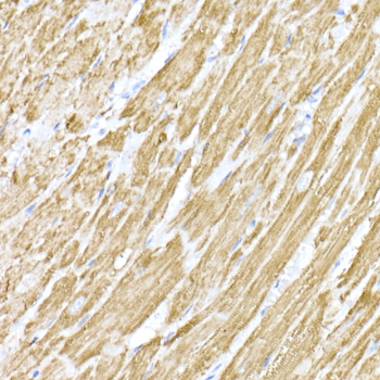 MTCO1 antibody