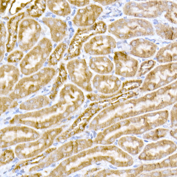 MTCO1 antibody