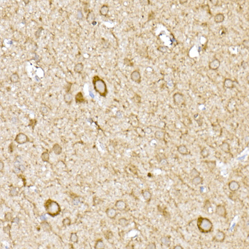 MTCO1 antibody