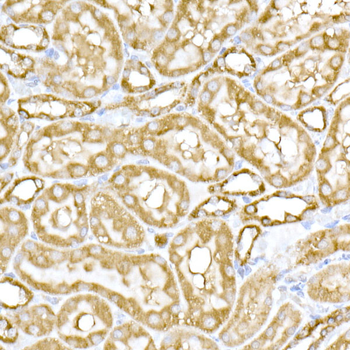 MTCO1 antibody