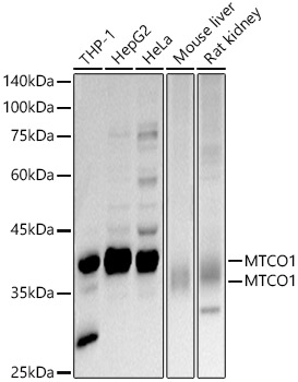 MTCO1 antibody