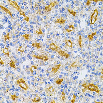 MYD88 antibody