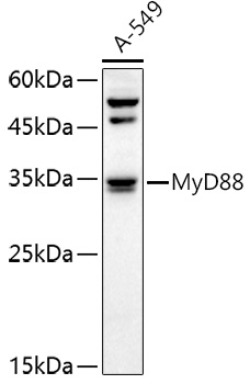 MYD88 antibody