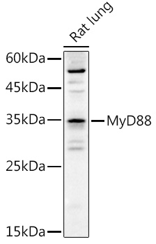 MYD88 antibody