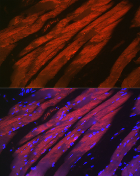 MYH2 antibody