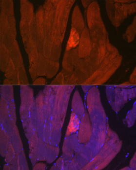 MYH2 antibody