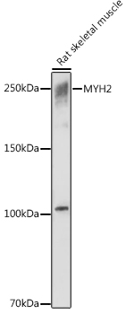 MYH2 antibody