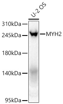 MYH2 antibody