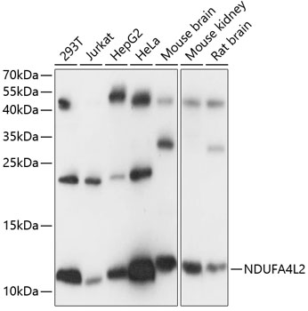 NDUFA4L2 antibody