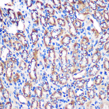 NDUFA4L2 antibody