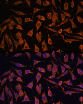 NDUFA4L2 antibody