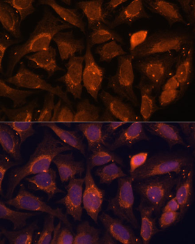 NDUFA4L2 antibody