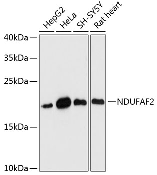 NDUFAF2 antibody