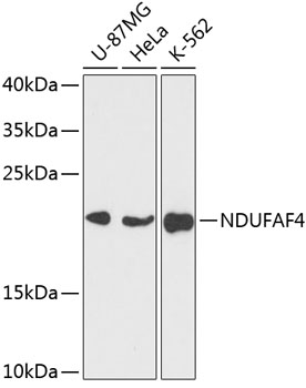 NDUFAF4 antibody