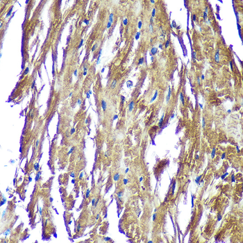 NDUFAF4 antibody